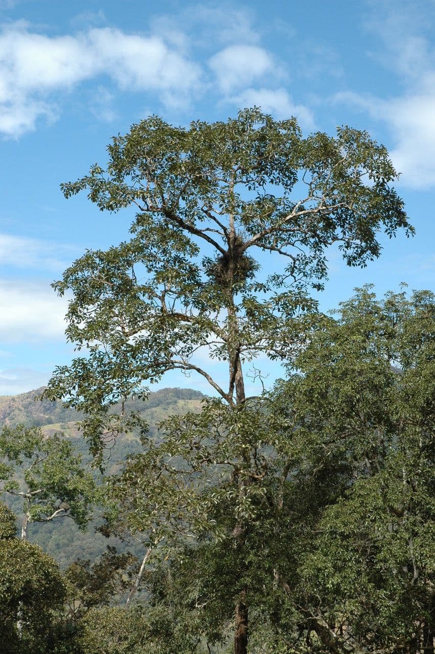 Mirabolano bellerico 4