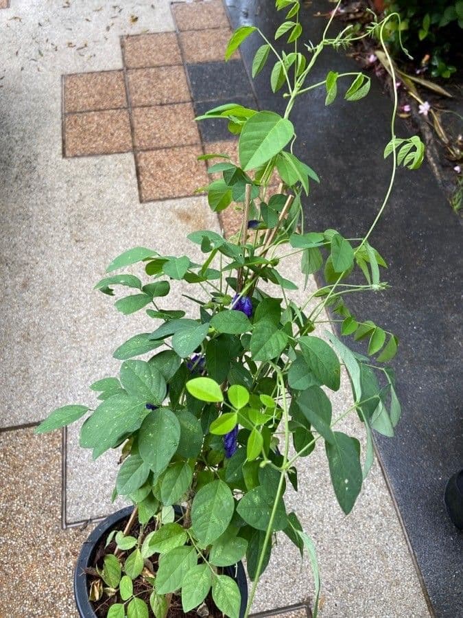 Clitoria ternatea 18