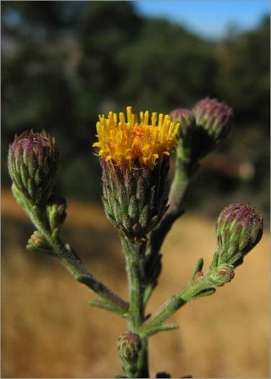 Erigeron delle rocce 7