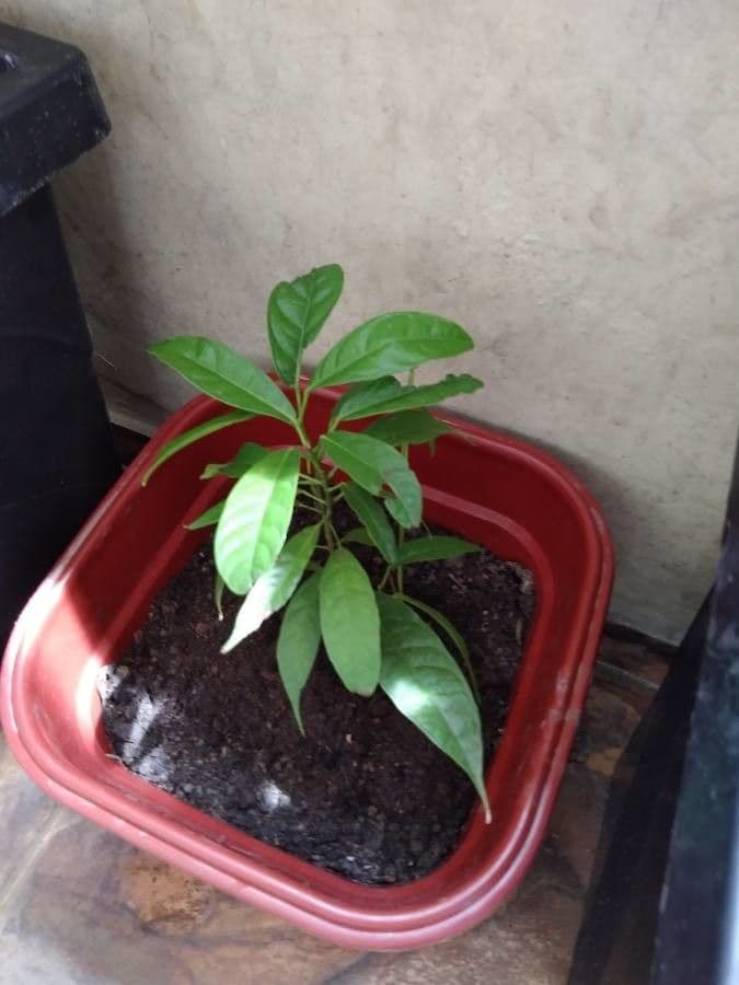 Cola acuminata 9