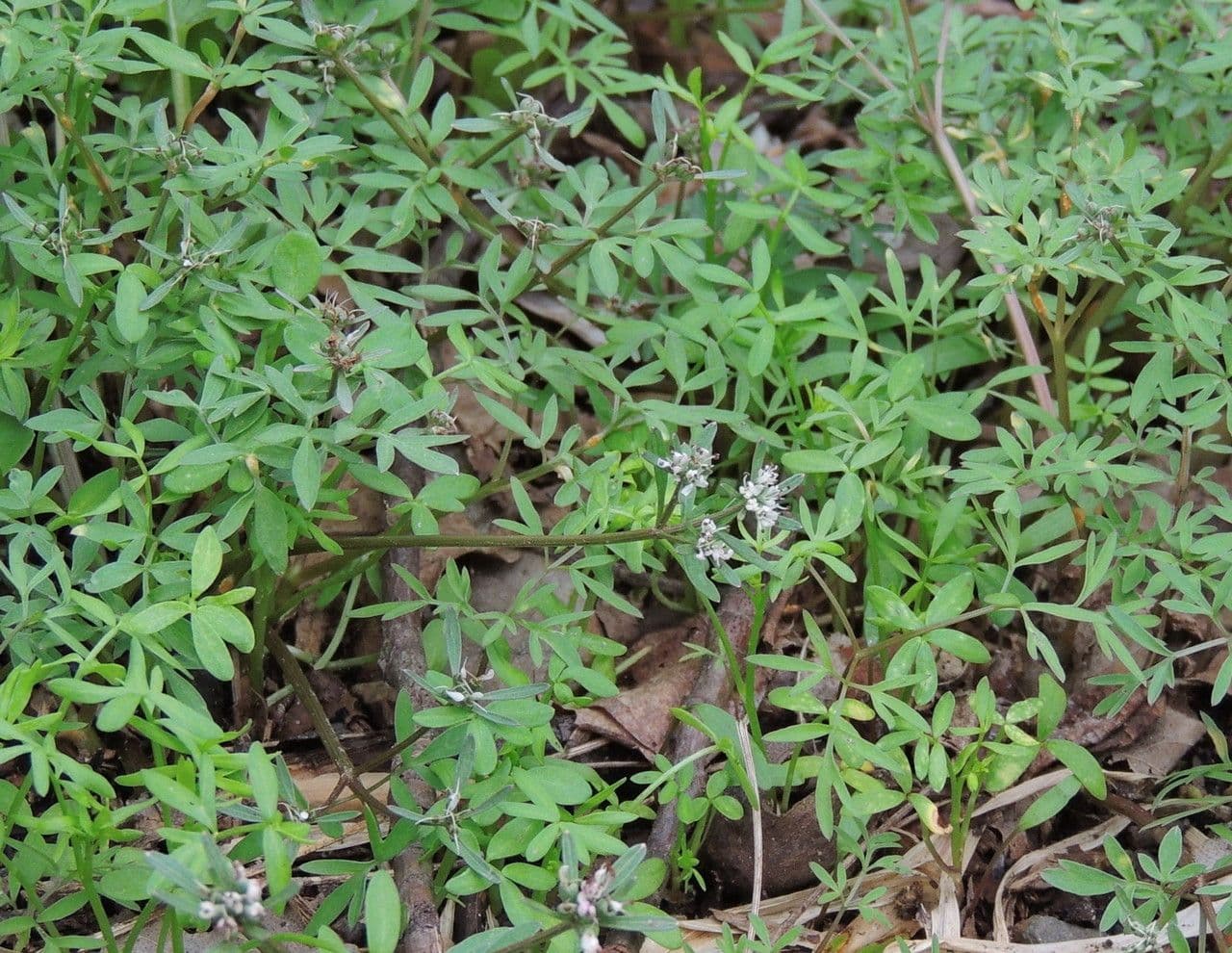 Erigenia bulbosa 9