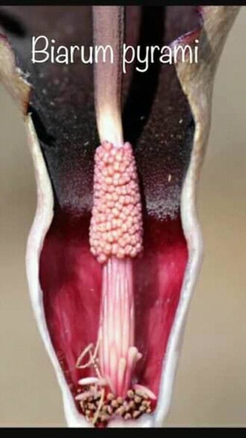 Biarum