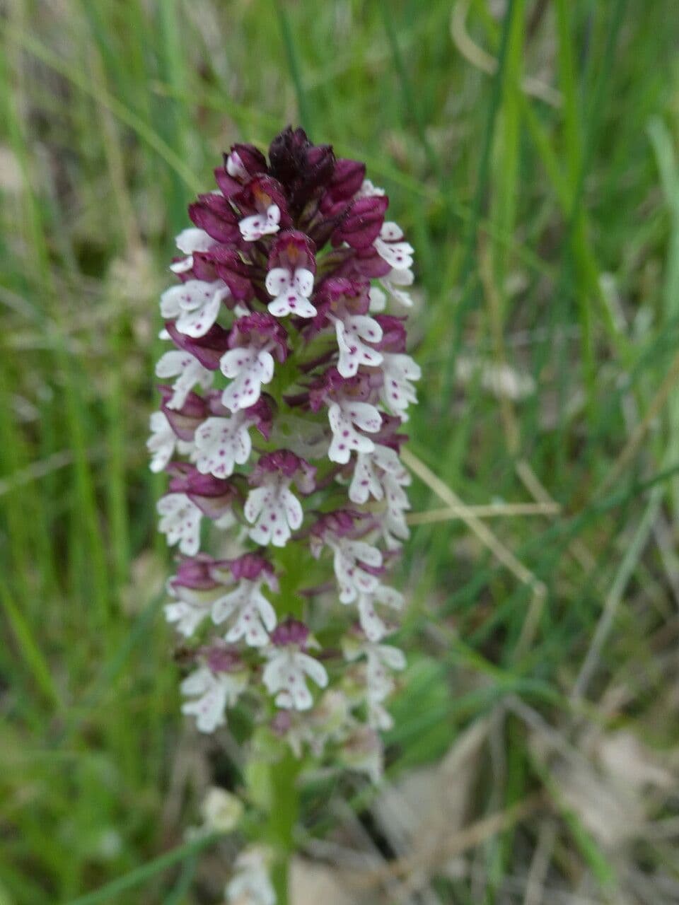Orchide bruciacchiata 8