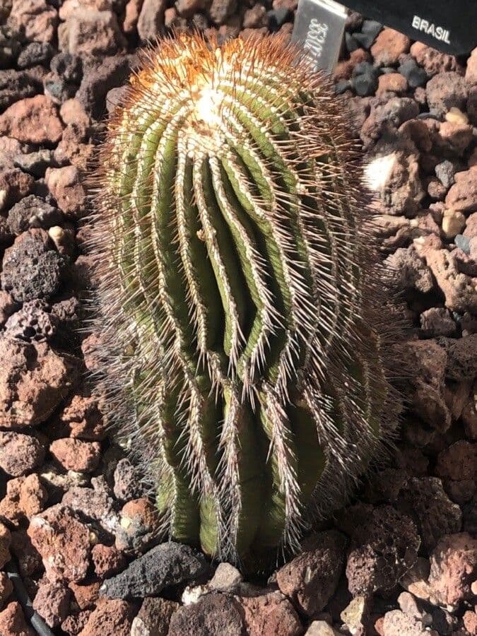 Uebelmannia 3