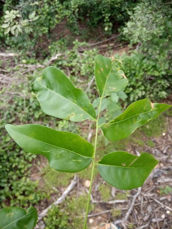 Tocoyena brasiliana
