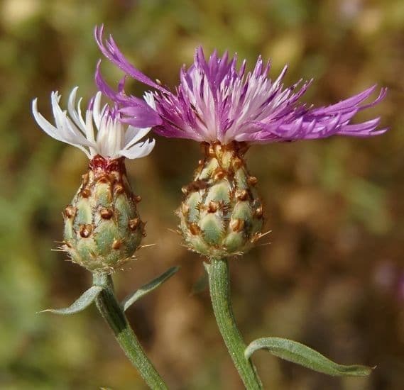 Centaurea diluta 3
