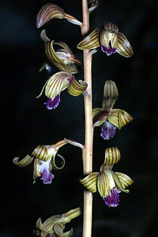 Hexalectris spicata 5