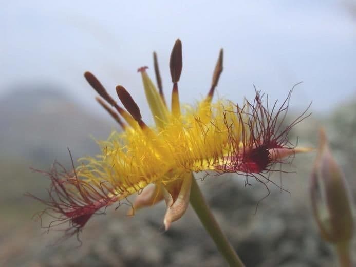 Calochortus obispoński 4