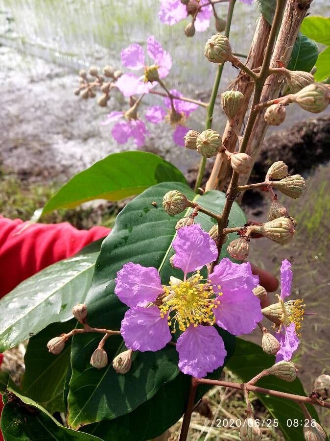 Lagerstroemia splendide 18