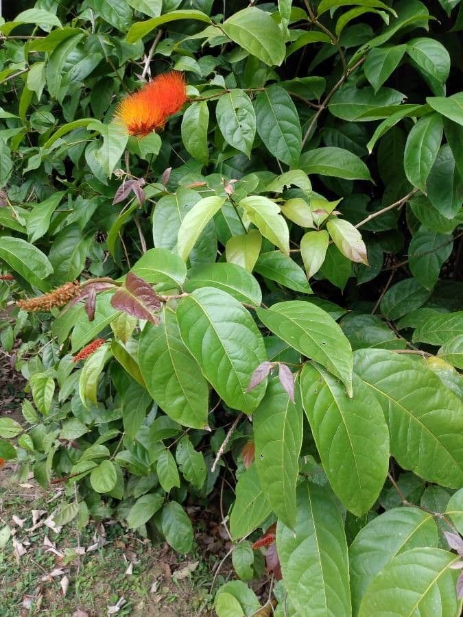 Combretum paniculatum 10