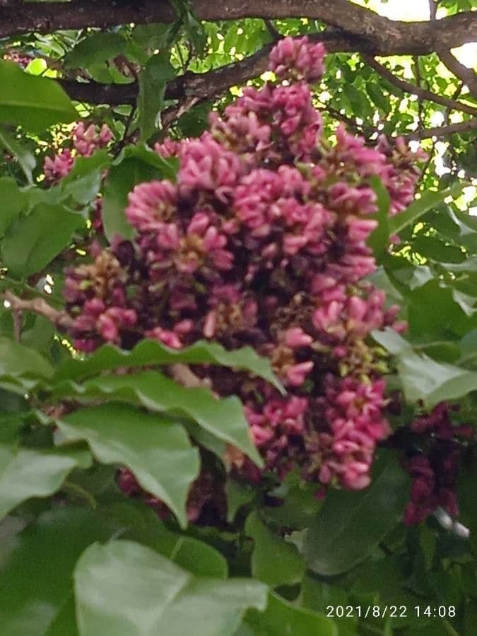 Andira inerme 16