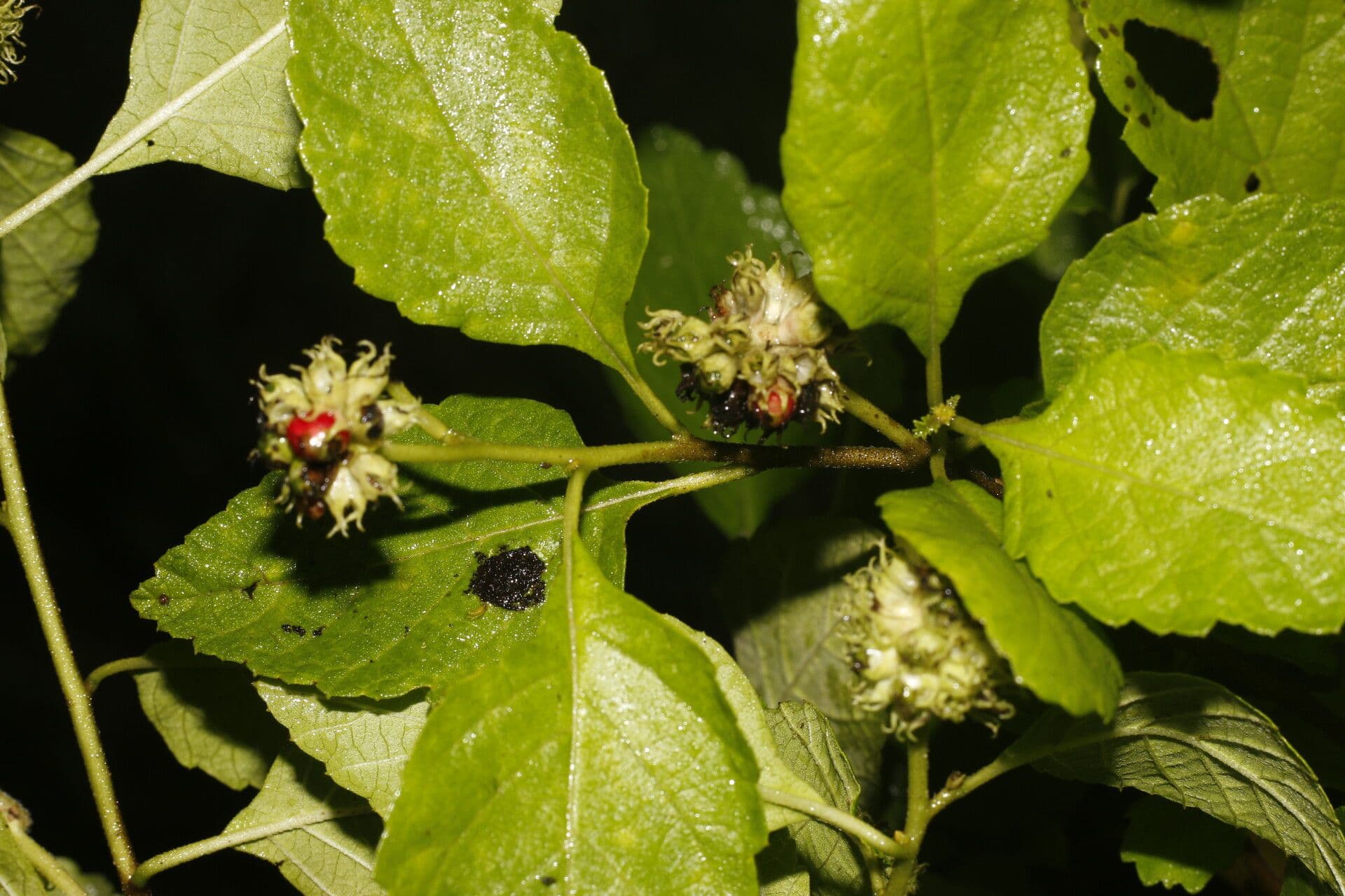 Varronia bullata 5