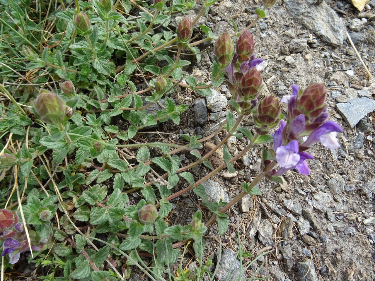 Tarczyca alpejska 19