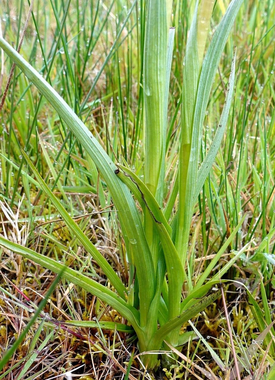Orchide di palude 16