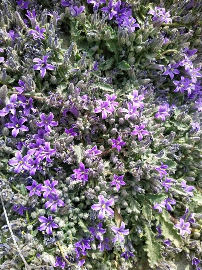 Campanula 3