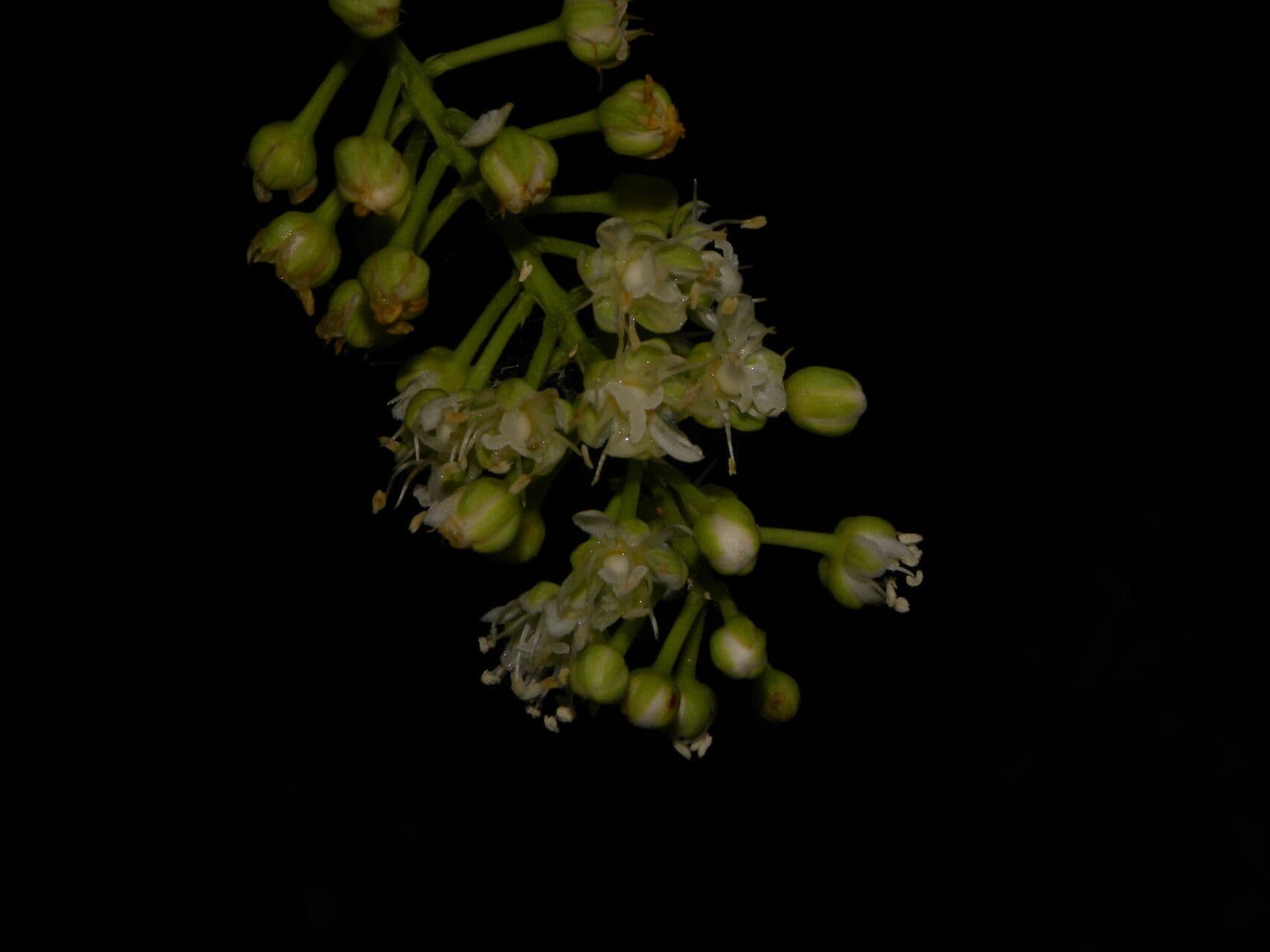 Stegnosperma 4