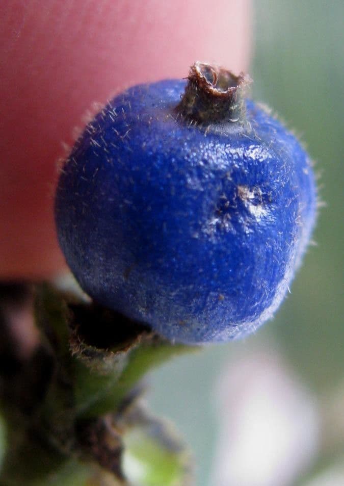 Psychotria rameuse 2