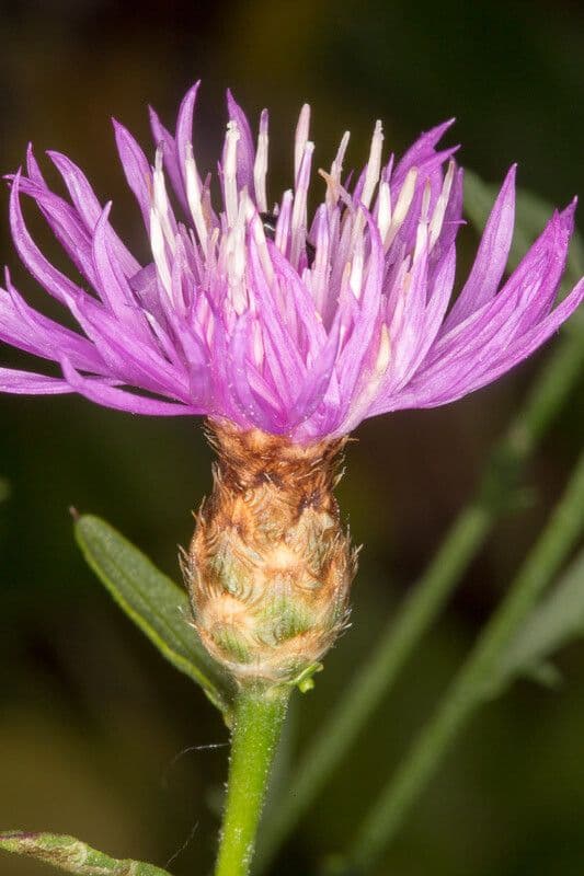 Centaurea