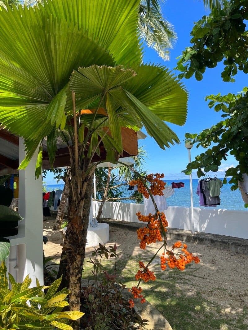 Palma a ventaglio di Vanuatu