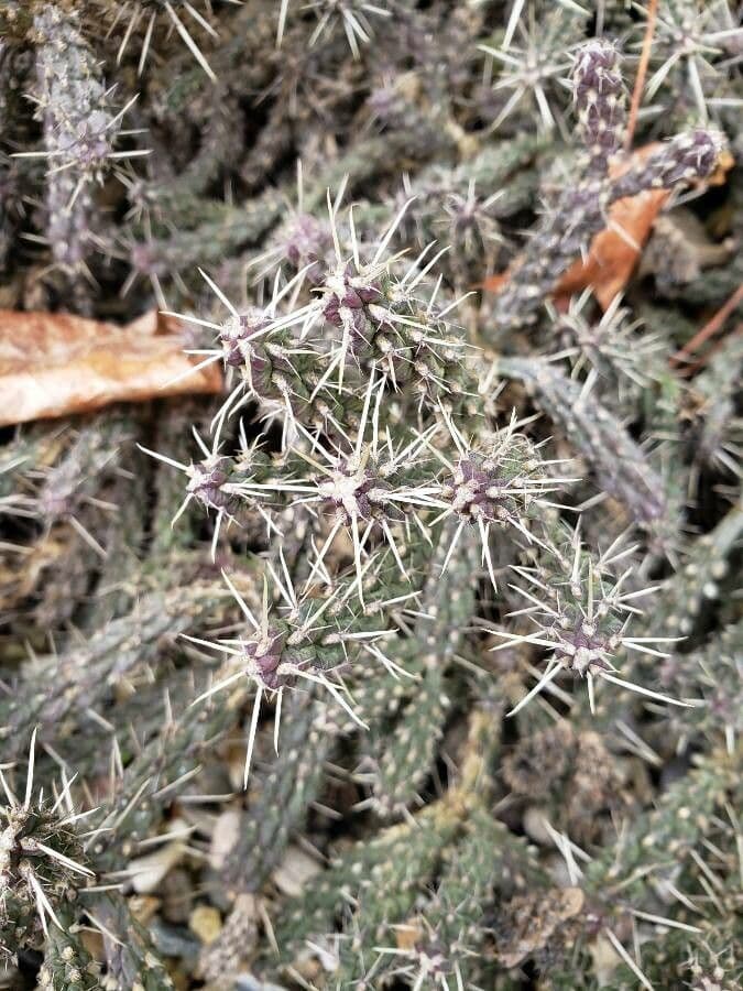 Whippels Cholla 10
