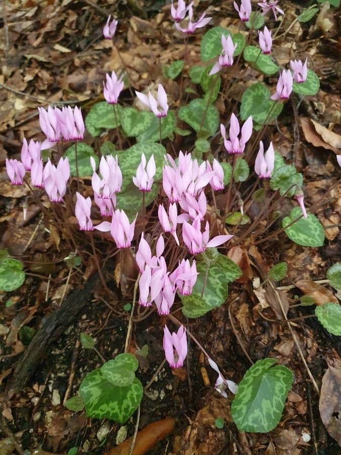 Cyclamen 24