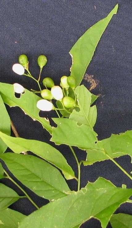 Cestrum 12