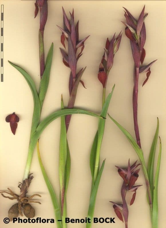 Serapiade vomeracea 26
