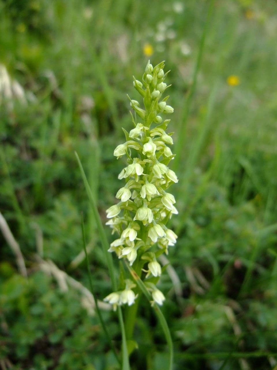 Weißzüngel 13