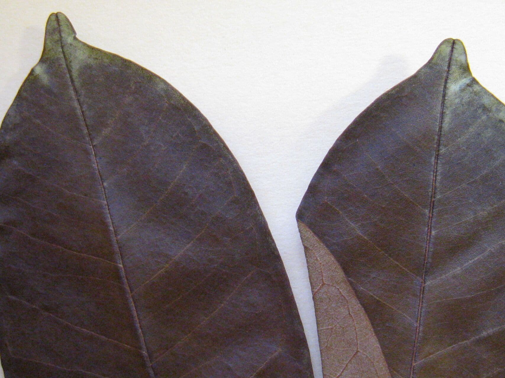 Vochysia 5