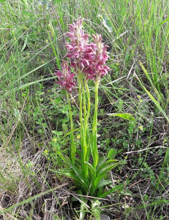 Orchide cimicina 15