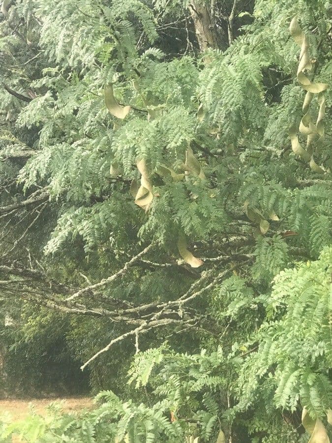 Acacia febrífuga 9