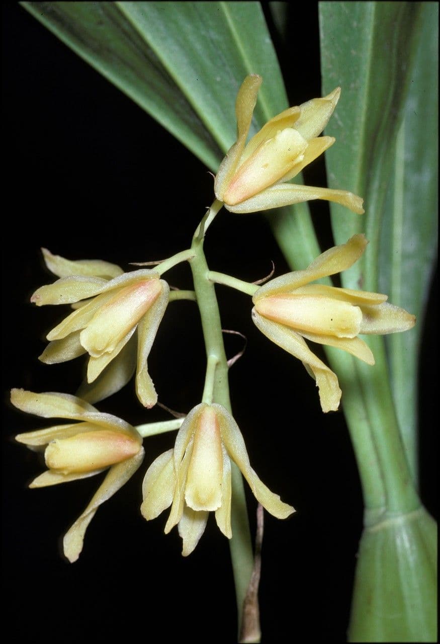 Xylobium 4