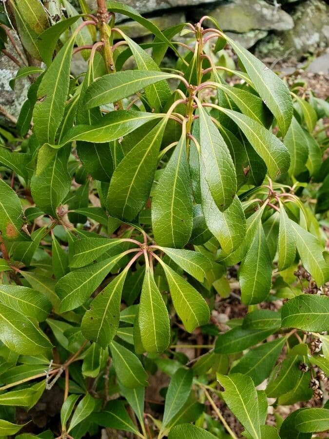 Pieris giapponese 20