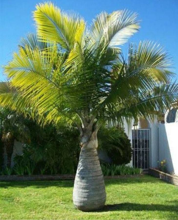 Palma maestosa 10