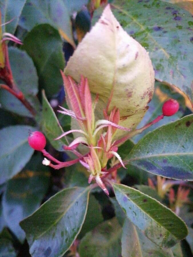 Photinia 2