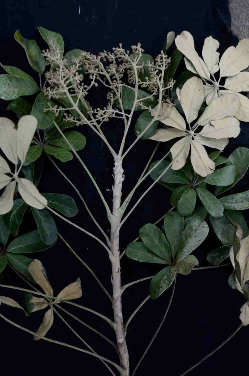 Didymopanax macrocarpus 15
