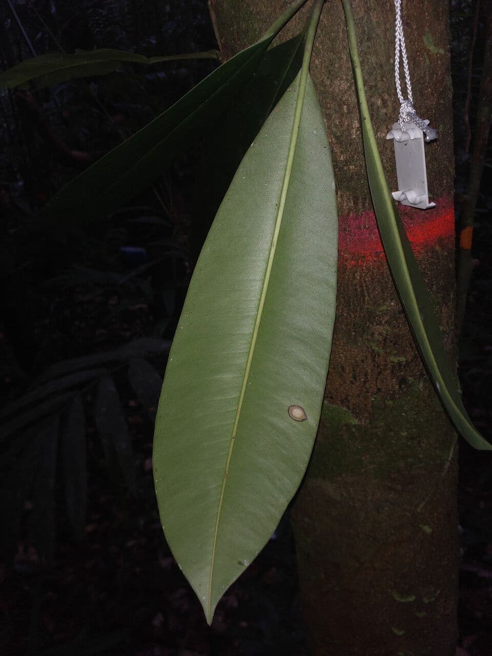 Manilkara 7