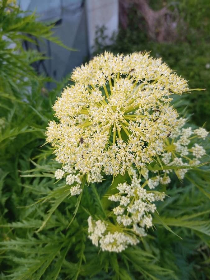 Molopospermum 7