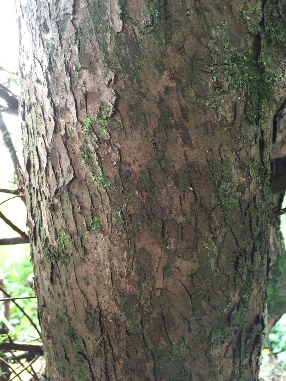 Podocarpus 3