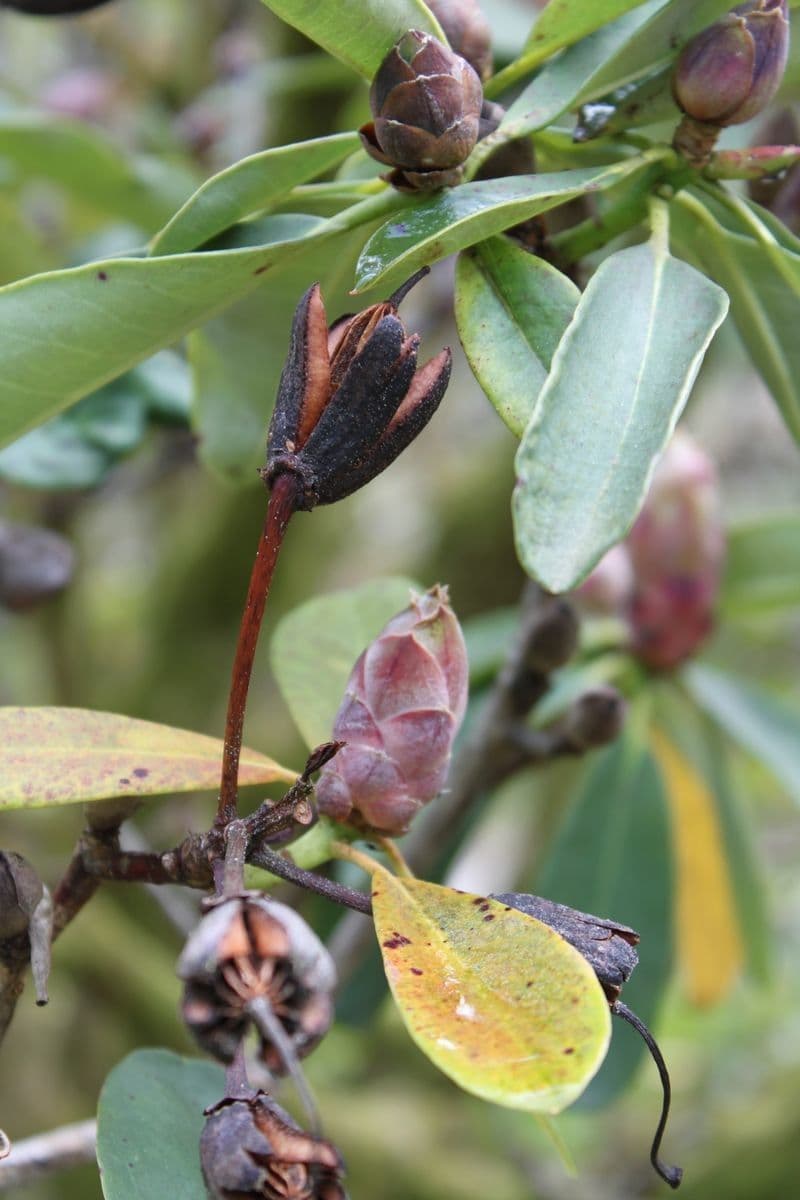 Rhododendron