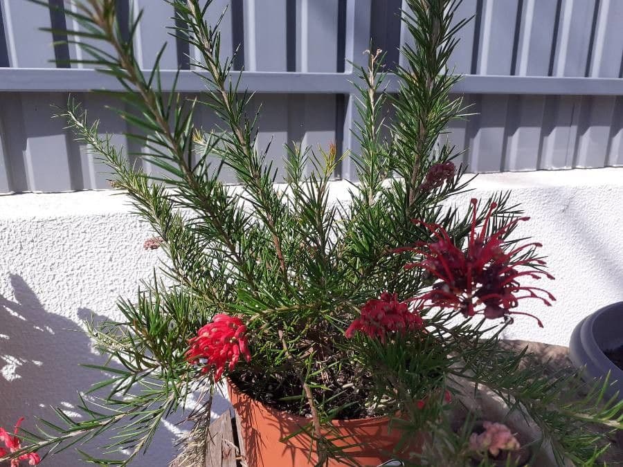 Grevillea ginepro 3