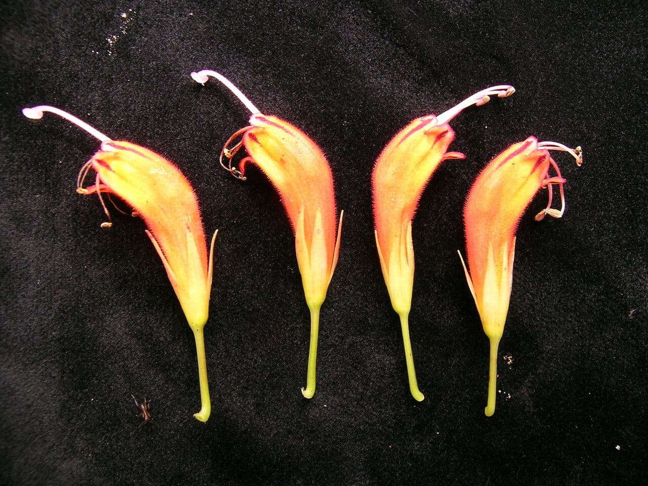 Kleinblütige Lippenstiftblume 13