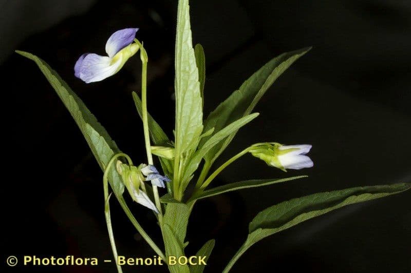 Viola elatior 24