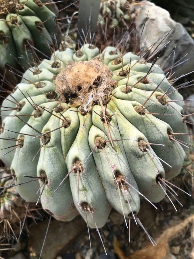 Copiapoa gris 8