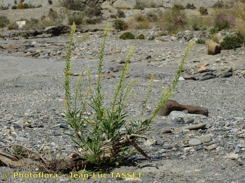 Reseda 14