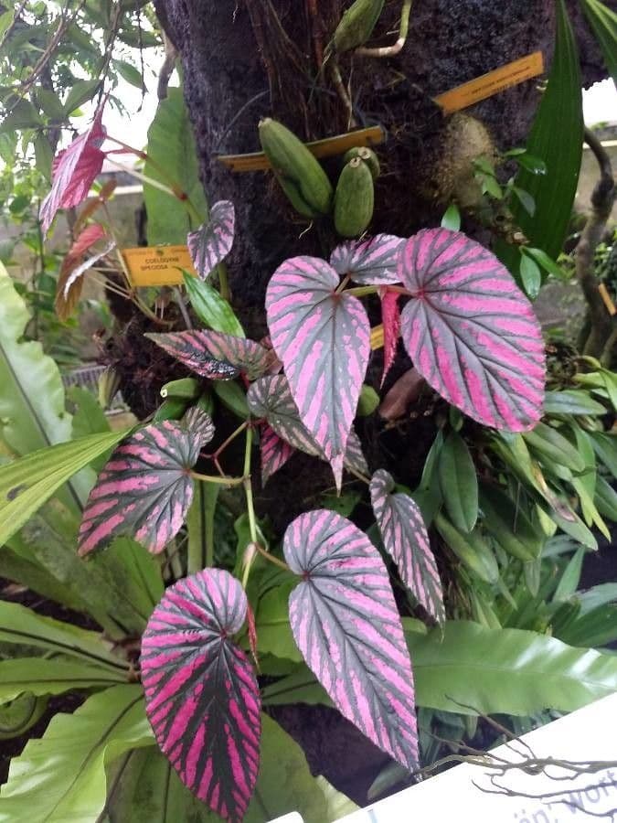 Begonia brevirimosa 6