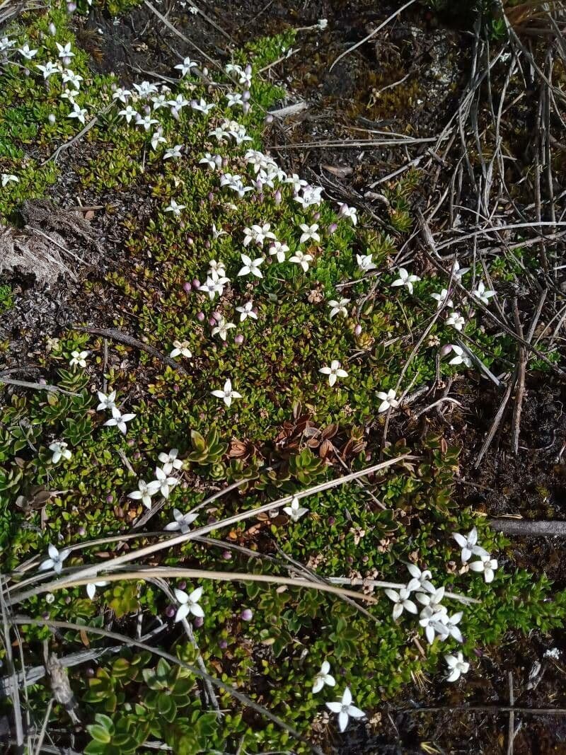 Arcytophyllum muticum 8