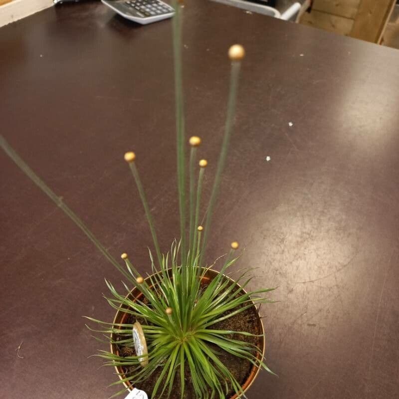 Syngonanthus 4