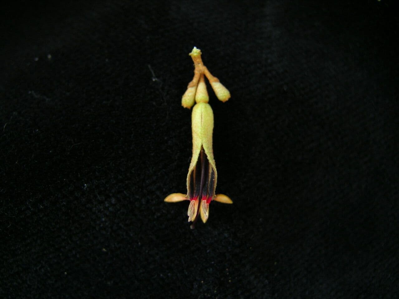 Scurrula parasitica 2