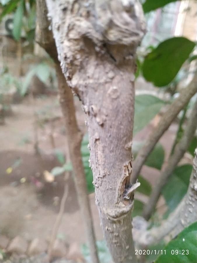 Magnolia coco 3